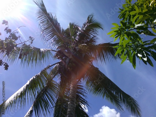 Palme in der Karibik