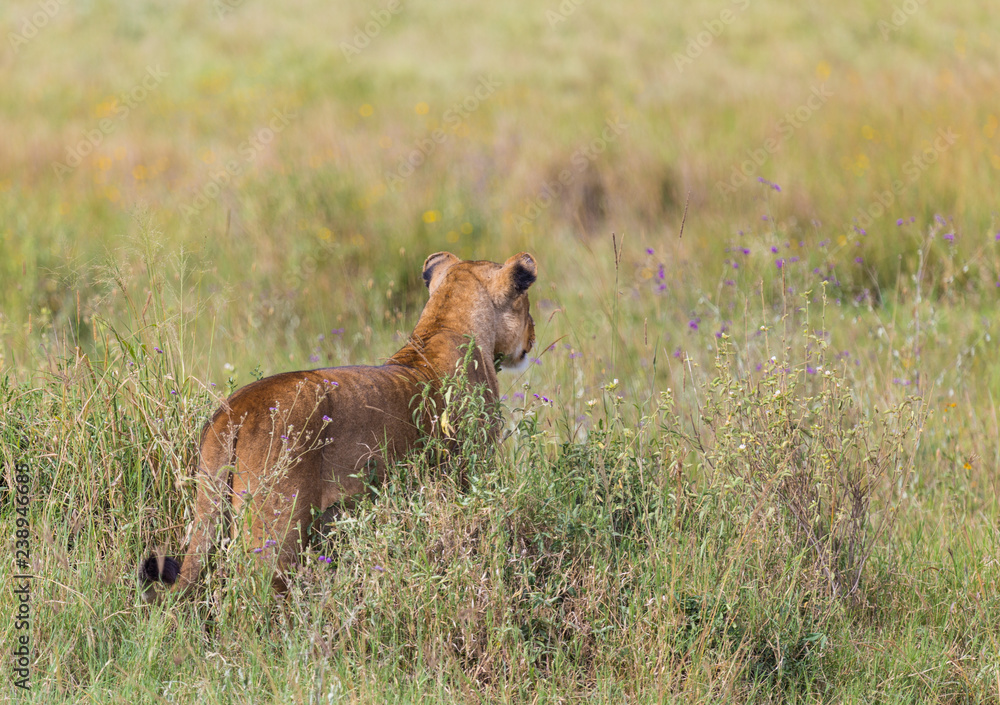 Lioness looking towards prey hiding in long grasses Lioness looking towards prey hiding in long grasses