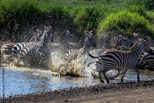 zebras running out of water hole in rush with water spraying up in serengeti national park tanzania africa