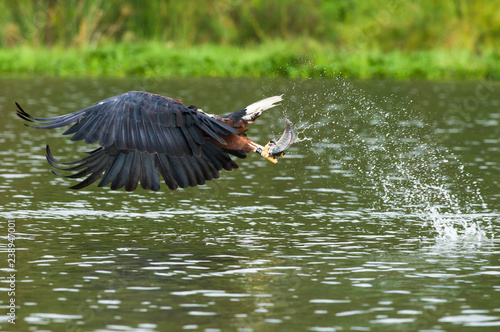 African Fish Eagle (Haliaeetus vocifer) catching fish from the water, Lake Naivasha, Kenya photo