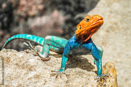 Photos Red-headed rock agama lizard