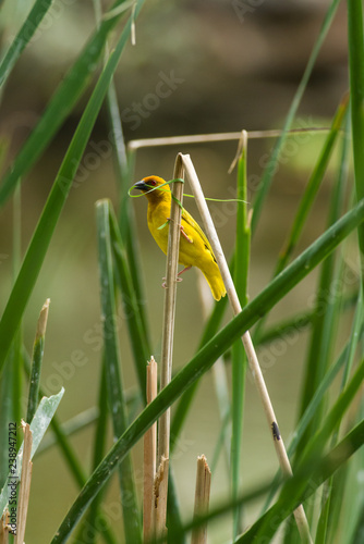 Eastern or African golden weaver (Ploceus subaureus) building nest, Central Kenya, East Africa photo