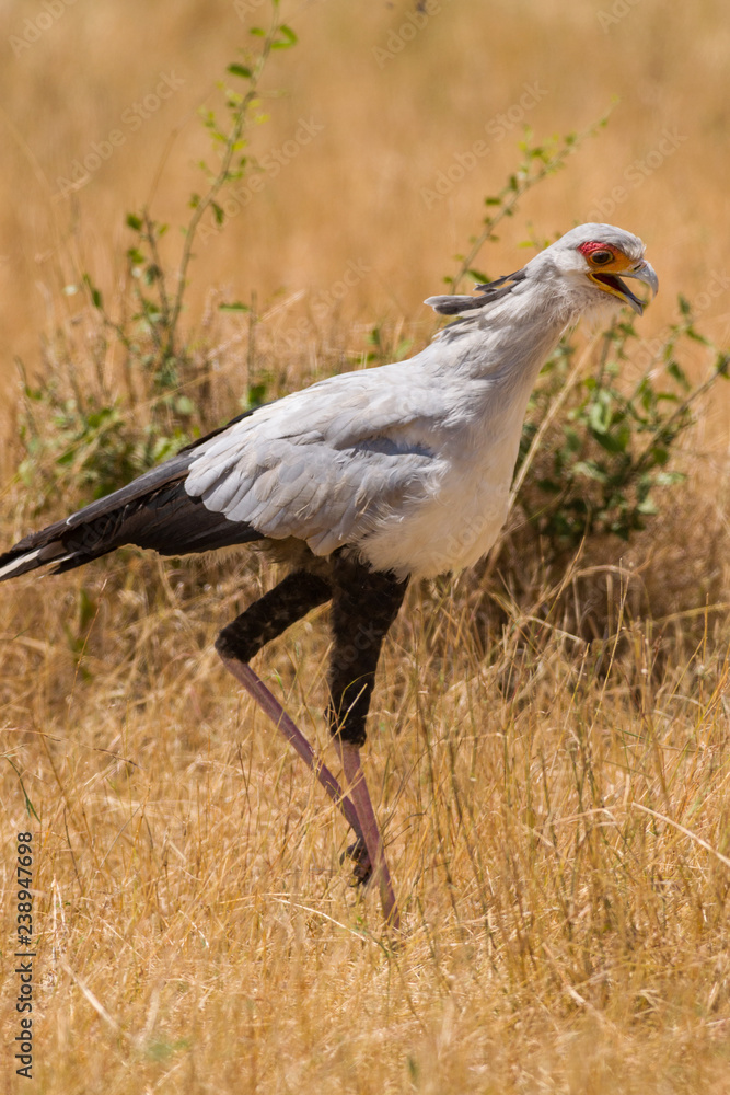 Obraz premium Secretary bird (Sagittarius serpentarius) walking, Masai Mara National Game Park Reserve, Kenya, East Africa