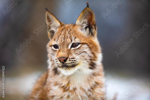 Portrait of eurasian lynx in the forest at early winter