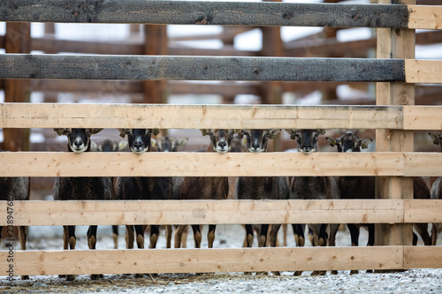 Cute adorable farm goats standing in a row