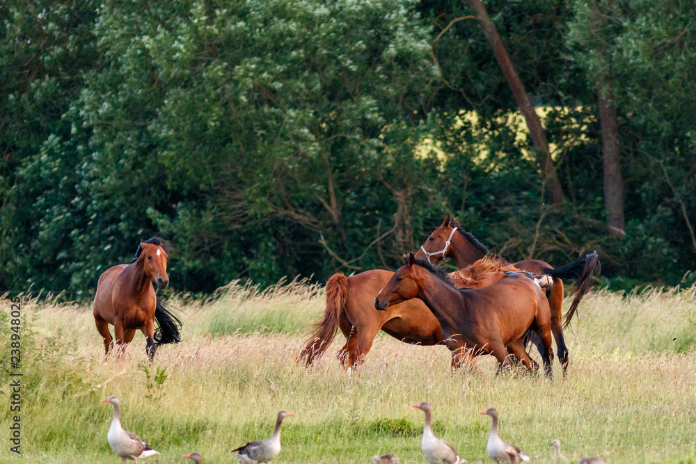 Fototapeta premium Pferde