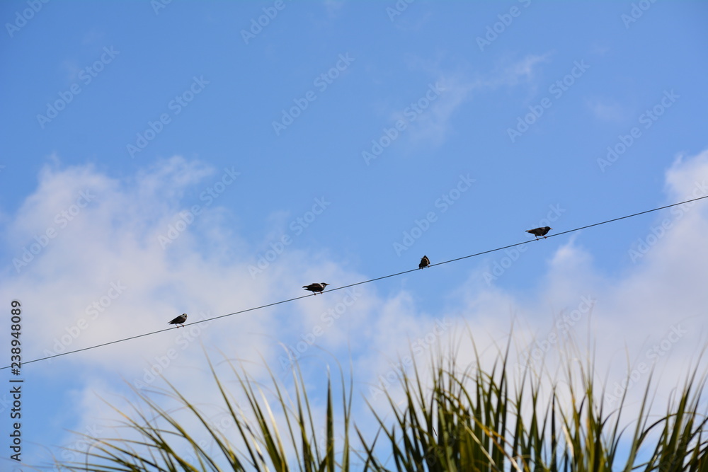 Fototapeta premium Four birds on a wire above tropical palm fronds