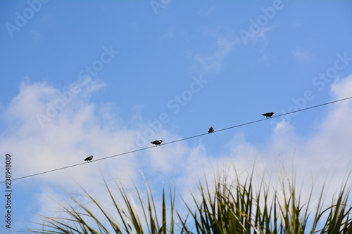 Four birds on a wire above tropical palm fronds