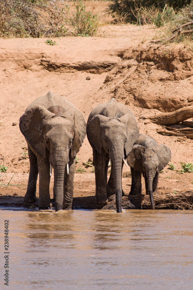 Fototapeta premium Drinking African Bush Elephant herd at river (Loxodonta africana), Samburu National Reserve, Kenya, East Africaa