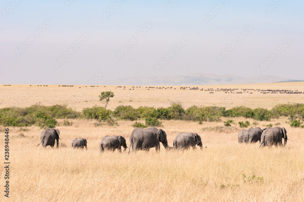 Herd of African Bush Elephants Walking Through High Grass (Loxodonta Africana), Maasai Mara National Reserve, Kenya, East Africa