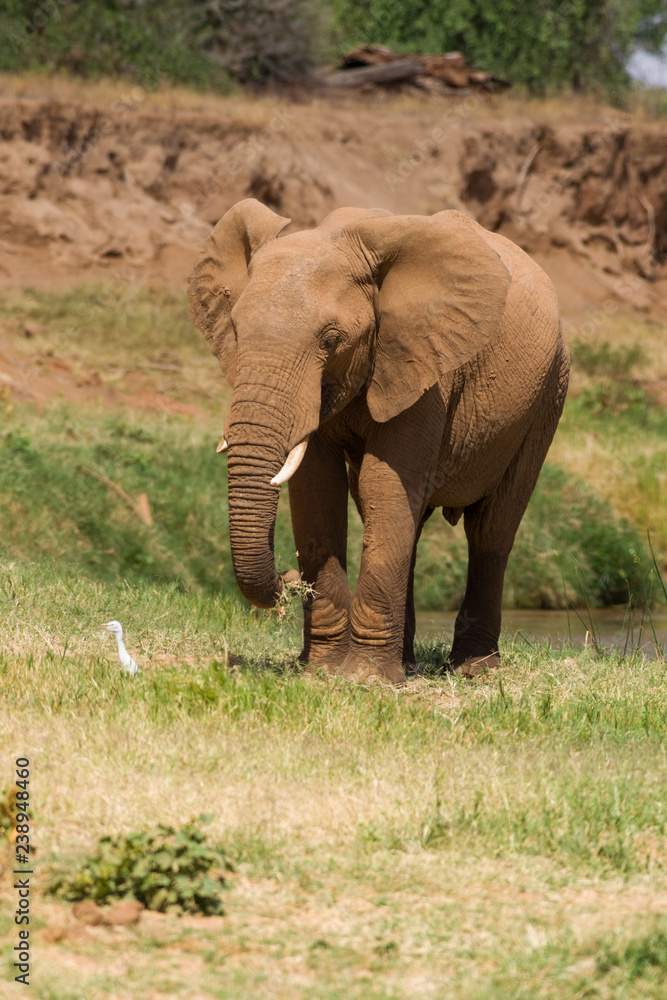 African bush elephant (Loxodonta africana) eating grass, Samburu National Reserve, Kenya, East Africa