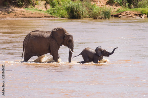 African bush elephant (Loxodonta africana) family crossing shallow river, Samburu National Reserve, Kenya, East Africa