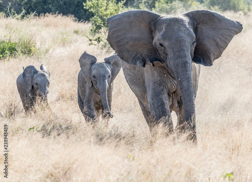 elephants running