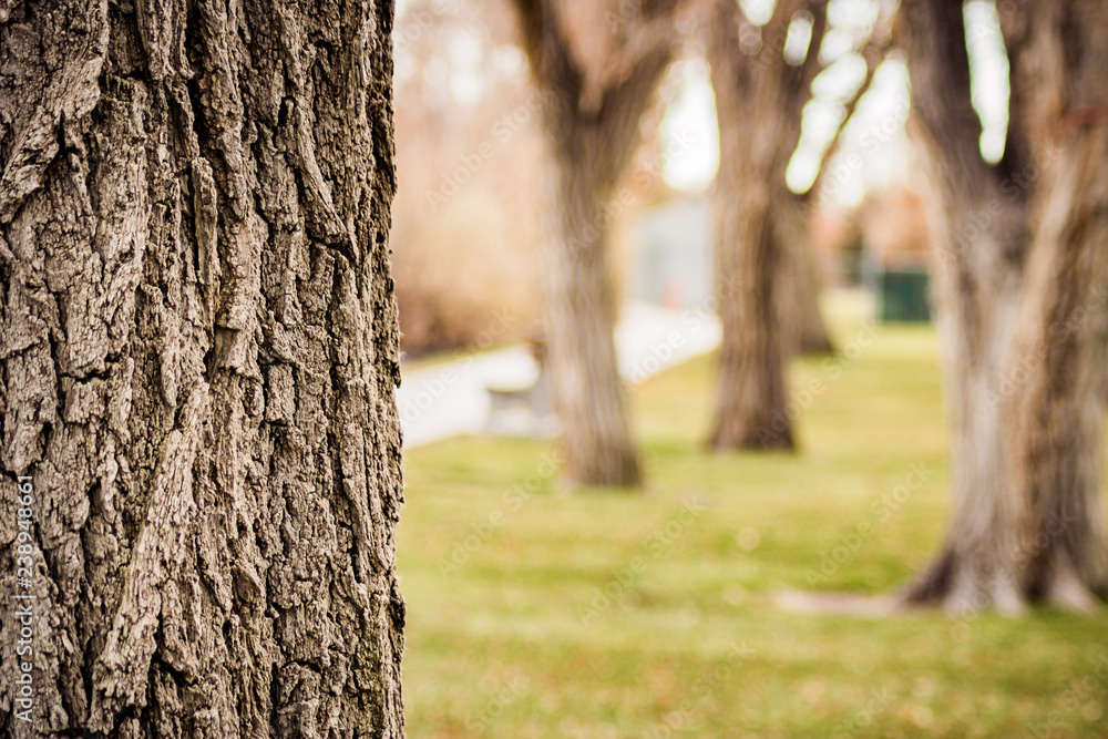 Fototapeta premium Bark With Blurred Park