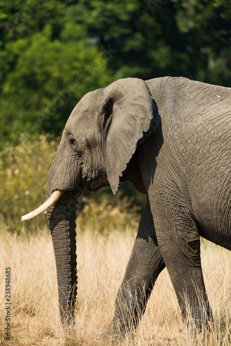 African Bush Elephant (Loxodonta africana) in savanna, Masai Mara, Kenya
