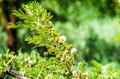 Thorn acacia plant