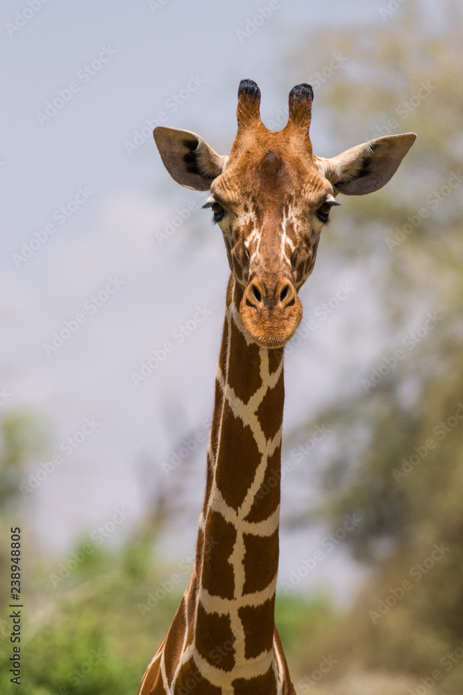 Fototapeta premium Portrait of a Reticulated giraffe (Giraffa camelopardalis reticulata), Samburu, Kenya
