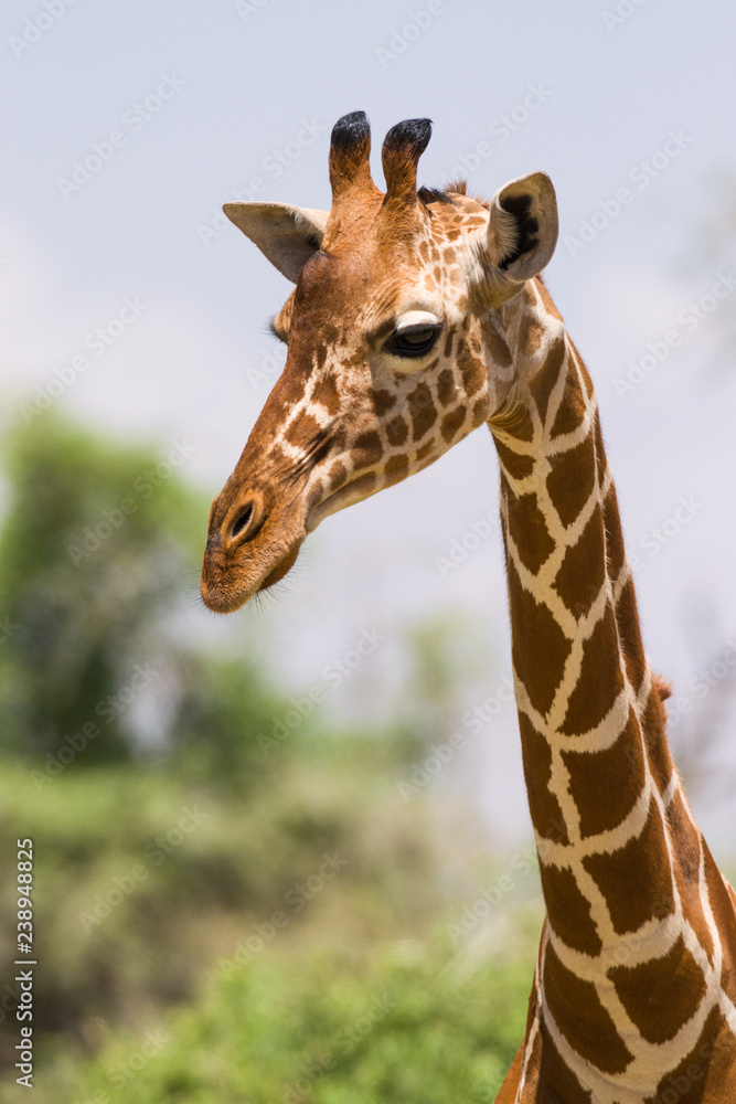 Portrait of a Reticulated giraffe (Giraffa camelopardalis reticulata), Samburu, Kenya Portrait of a Reticulated giraffe (Giraffa camelopardalis reticulata), Samburu, Kenya