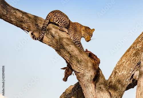 leopard in a tree with dead prey he has taken up a tree