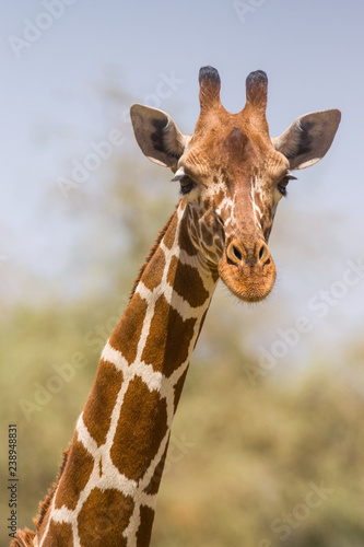 Portrait of a Reticulated giraffe (Giraffa camelopardalis reticulata), Samburu, Kenya