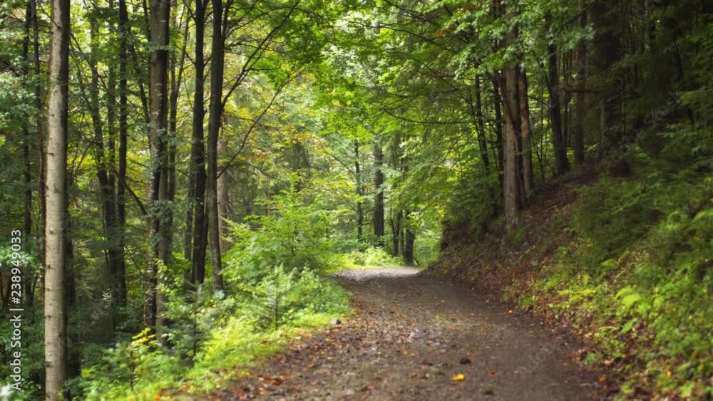 Hiking Trail through the Forest in Carpathian Mountains Hiking Trail through the Forest in Carpathian Mountains