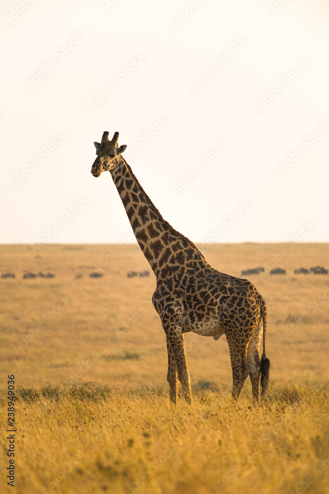 Obraz premium Masai or Maasai giraffe (Giraffa camelopardalis tippelskirchi), Maasai Mara, Kenya
