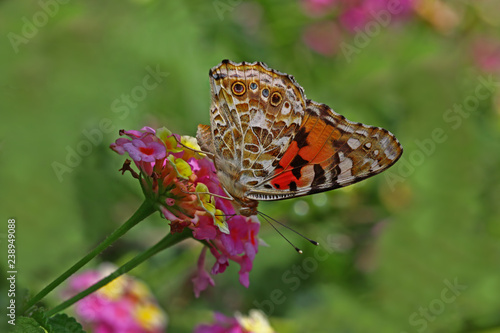 diken kelebeği ; Vanessa cardui butterfly  photo