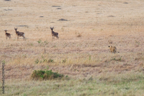 Lion  panthera leo  hunting gazelle  Masai Mara National Game Park Reserve  Kenya  East Africa