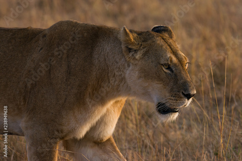 Lion (panthera leo) walking on savanna, Masai Mara National Game Park Reserve, Kenya, East Africa