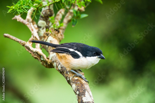 Southern Boubou photo