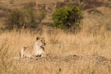 Lion sitting (panthera leo), Masai Mara National Game Park Reserve, Kenya, East Africa