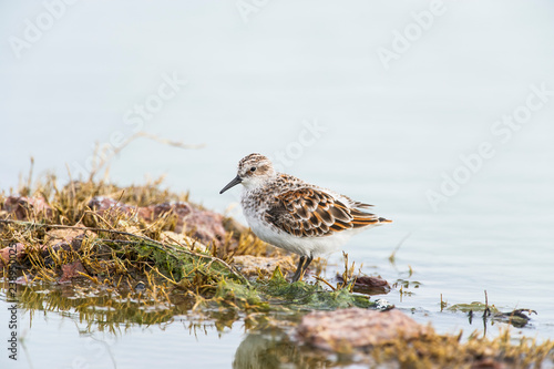 Little Stint photo