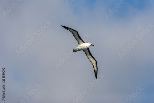 Indian yellow nosed albatross photo