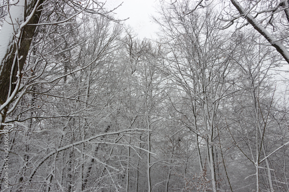 Concept winter beauty. Hardwood. With bare trees covered with snow. Concept winter beauty. Hardwood. With bare trees covered with snow.