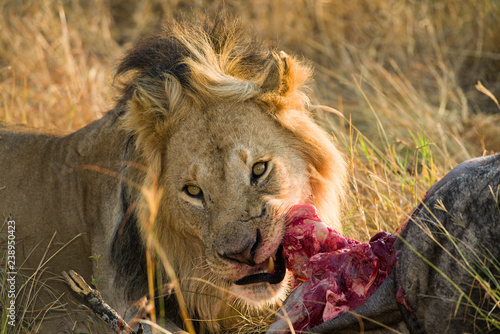 Male lion (panthera leo) eating dead wildebeest carcass, Masai Mara, Kenya