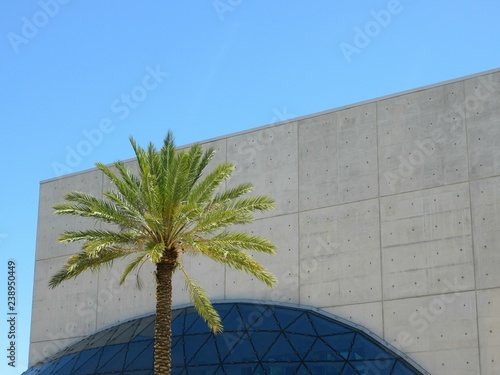 Tropical palm tree against concrete and glass architure of The Dali Museum of St. Petersburg, Florida photo