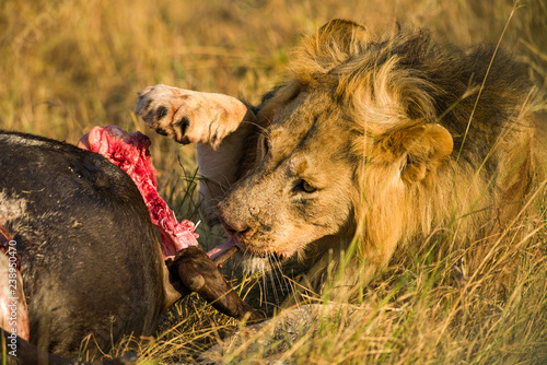 Male lion (panthera leo) eating dead wildebeest carcass, Masai Mara, Kenya