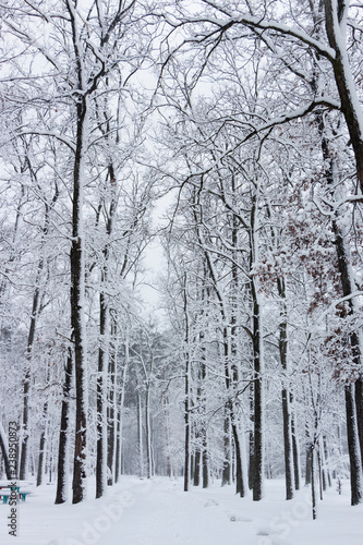 Concept winter beauty. Hardwood. With bare trees covered with snow. © maykal