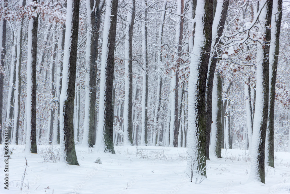 Concept winter beauty. Hardwood. With bare trees covered with snow. Concept winter beauty. Hardwood. With bare trees covered with snow.