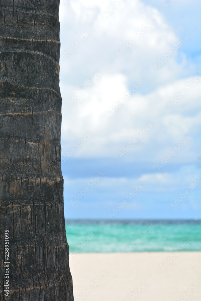 The beach, ocean and sky beyond a palm tree trunk