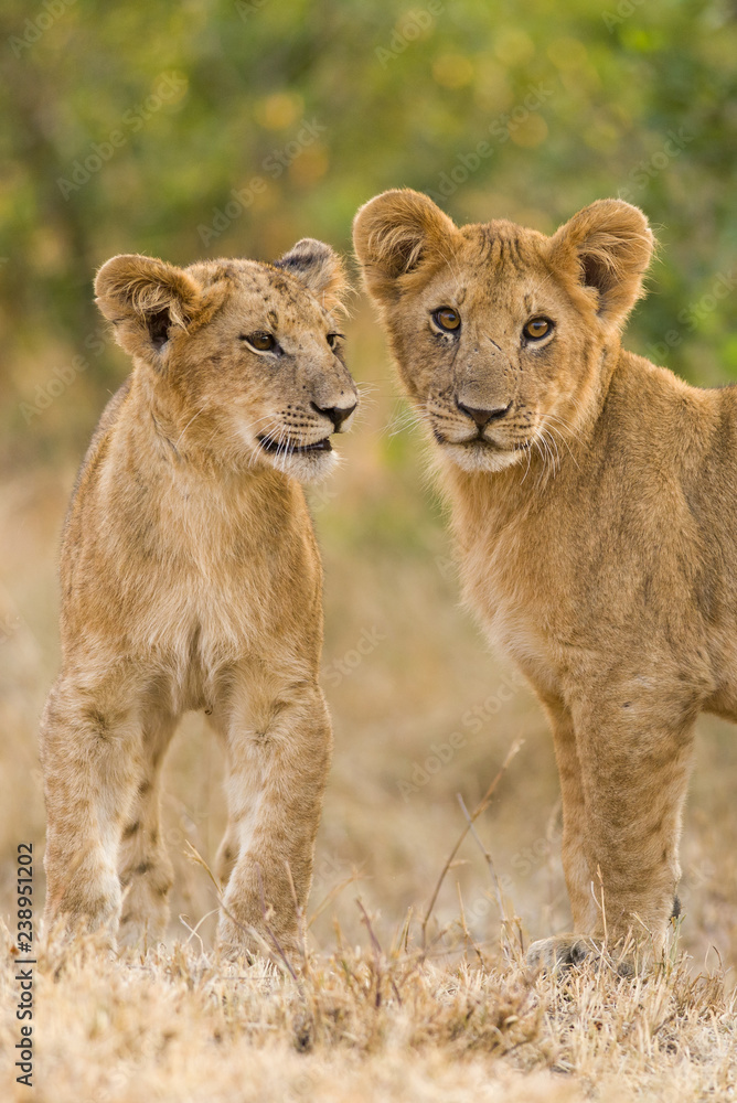 Lion cubs (Panthera leo) waiting for mother to return, Masai Mara, Kenya Lion cubs (Panthera leo) waiting for mother to return, Masai Mara, Kenya