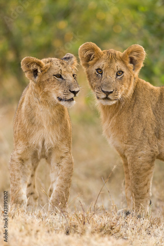 Lion cubs (Panthera leo) waiting for mother to return, Masai Mara, Kenya