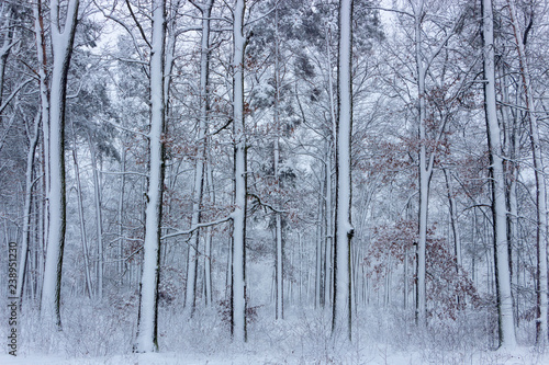 Concept winter beauty. Hardwood. With bare trees covered with snow.