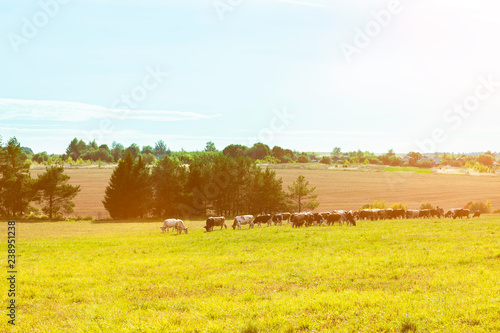 A herd of cows graze on the field - agricultural background.