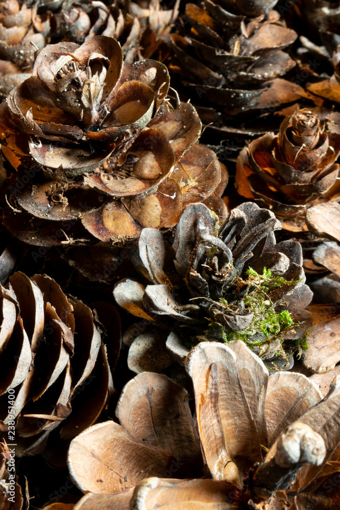 pinecones pinecones