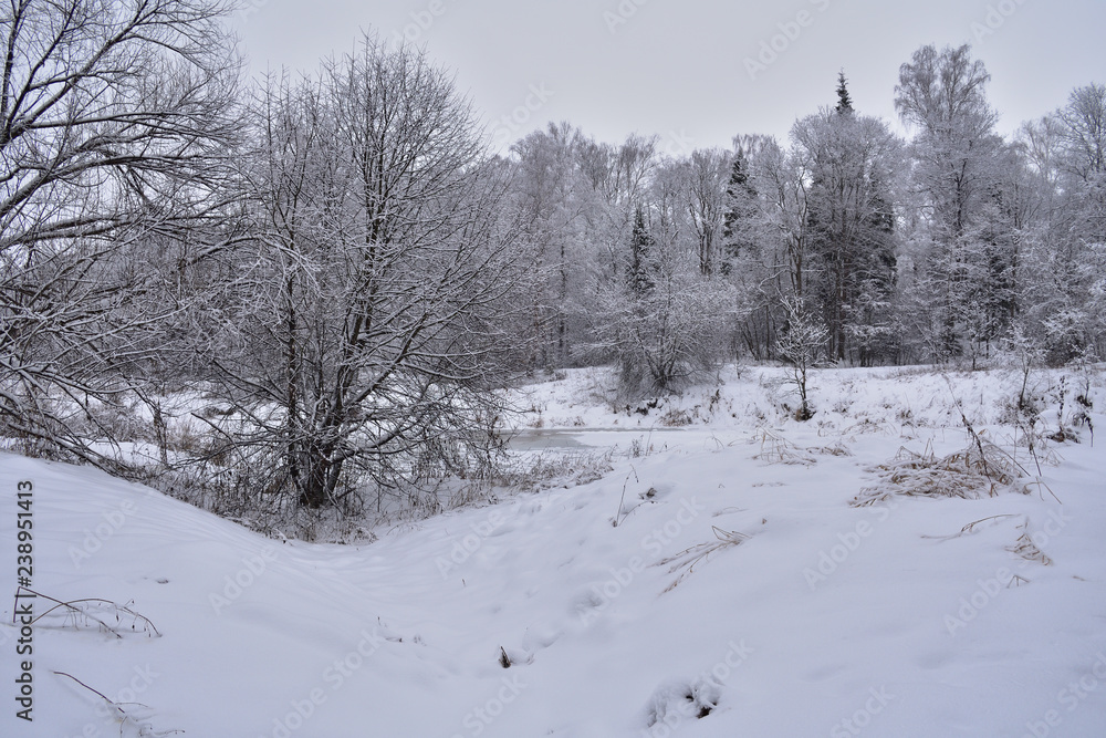 Obraz premium winter in the forest