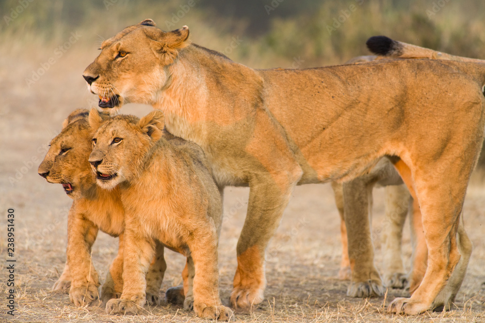 Obraz premium Mother lion (Panthera leo) with cubs, Masai Mara, Kenya