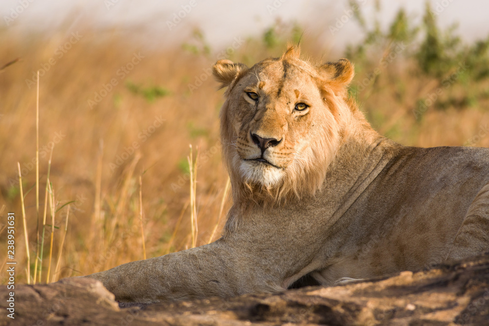 Lion sitting on rocky outcrop resting (panthera leo), Masai Mara National Game Park Reserve, Kenya, East Africa Lion sitting on rocky outcrop resting (panthera leo), Masai Mara National Game Park Reserve, Kenya, East Africa