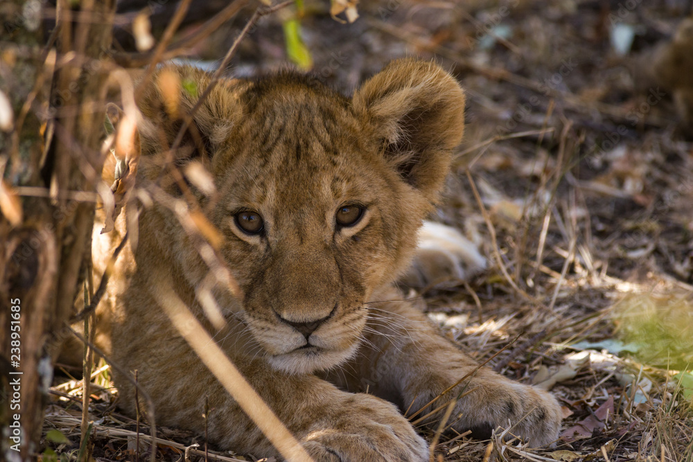 Lion (panthera leo) cub resting in bush, Masai Mara National Game Park Reserve, Kenya, East Africa Lion (panthera leo) cub resting in bush, Masai Mara National Game Park Reserve, Kenya, East Africa