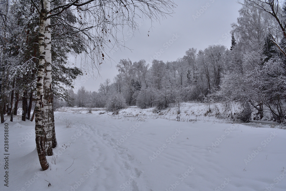 Fototapeta premium winter in the forest